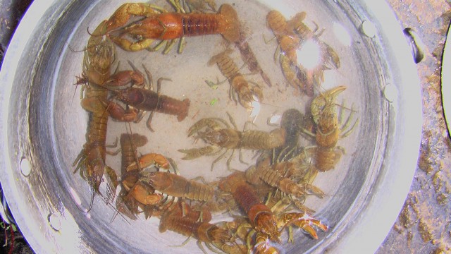 Crawdads found